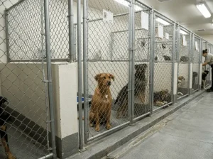 contact animal control San Bernardino