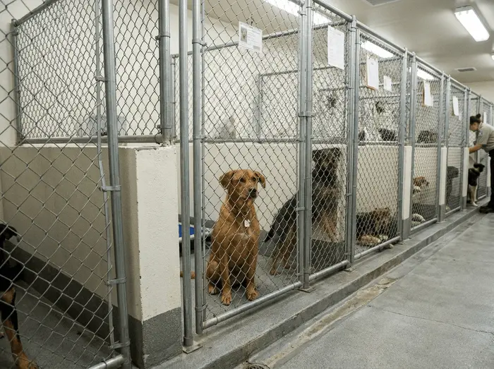 contact animal control San Bernardino