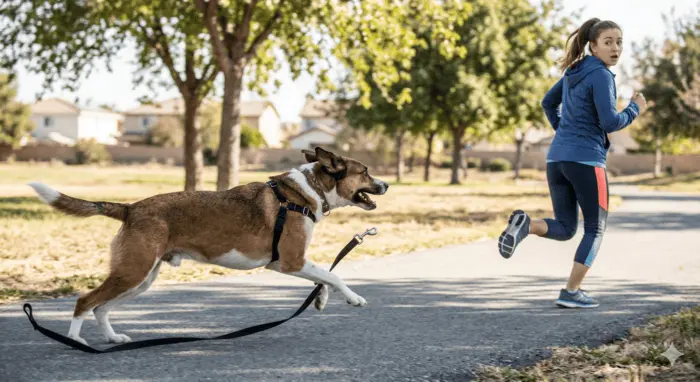 San bernardino report dog bite