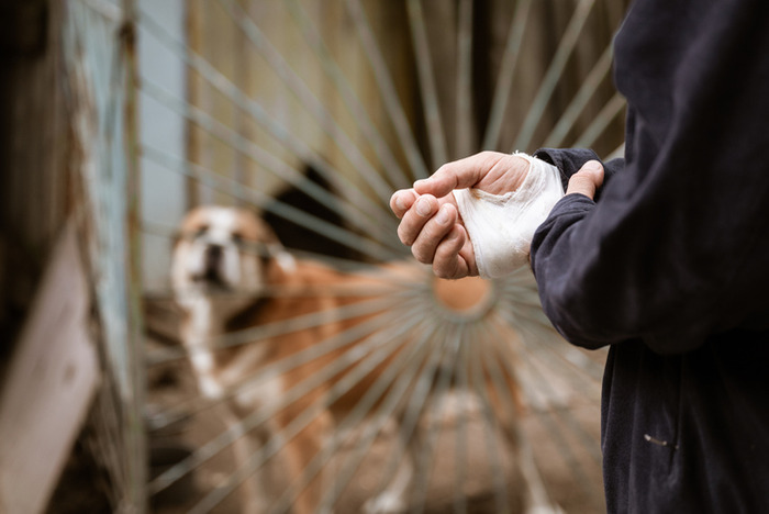dog bite infection in Alameda
