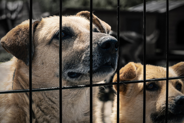 merced dog bite lawyer