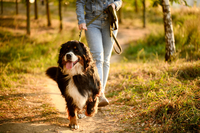 pleasanton dog bite lawyers
