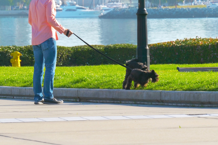 stray dog bite san diego county